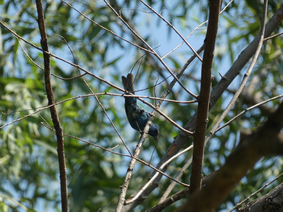 Indigo Bunting - ML640399199