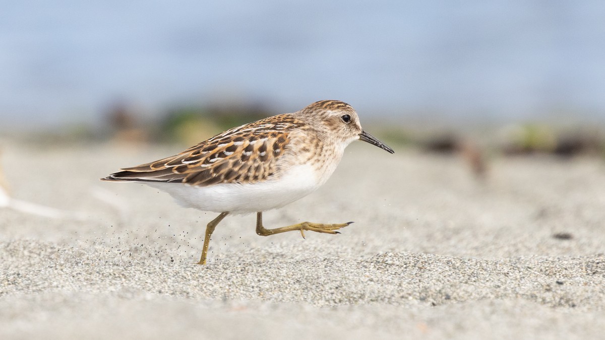 Least Sandpiper - ML640399212
