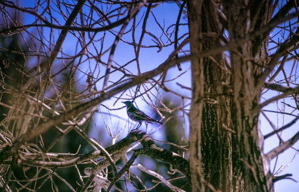 Ring Ouzel (Alpine) - ML640399222