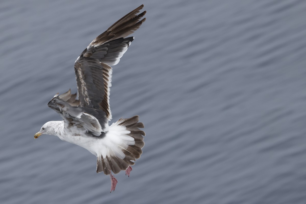Western Gull - ML640399231