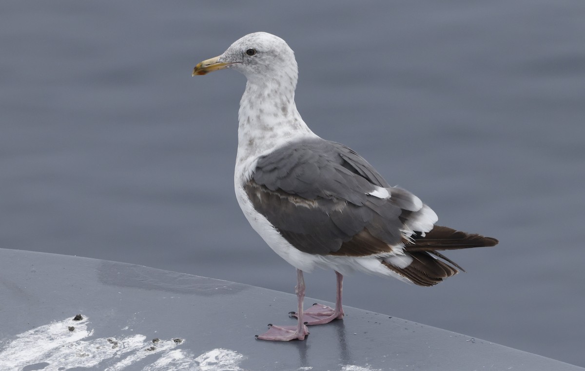 Western Gull - ML640399243