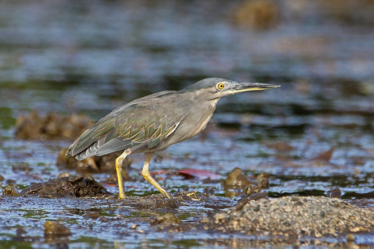 Striated Heron (Old World) - ML640399248