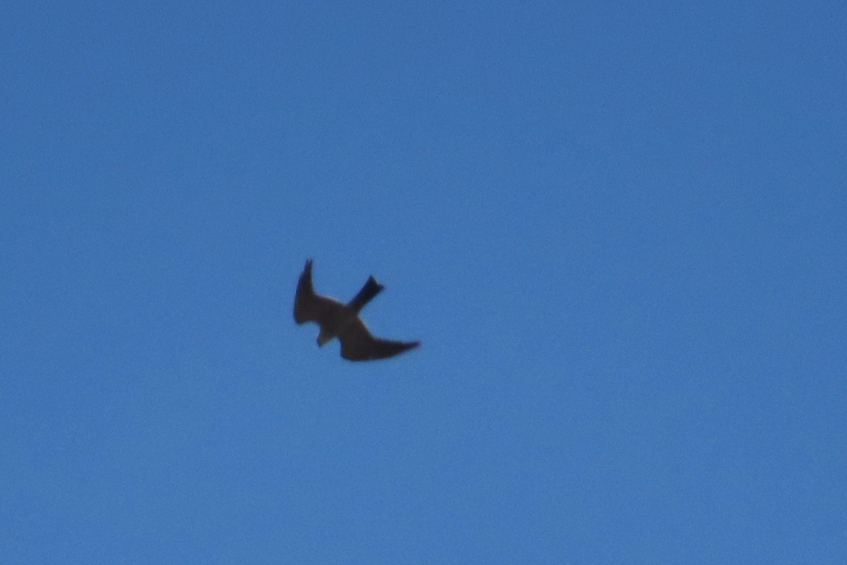 Mississippi Kite - ML640399263