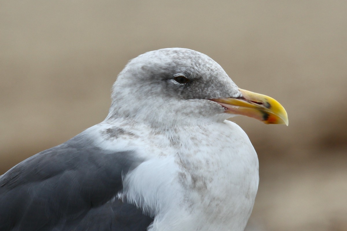 Western Gull - ML640399267