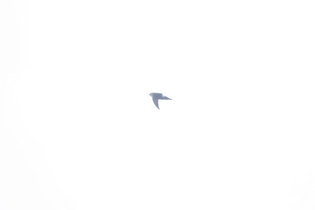 Horus Swift - ML640399304