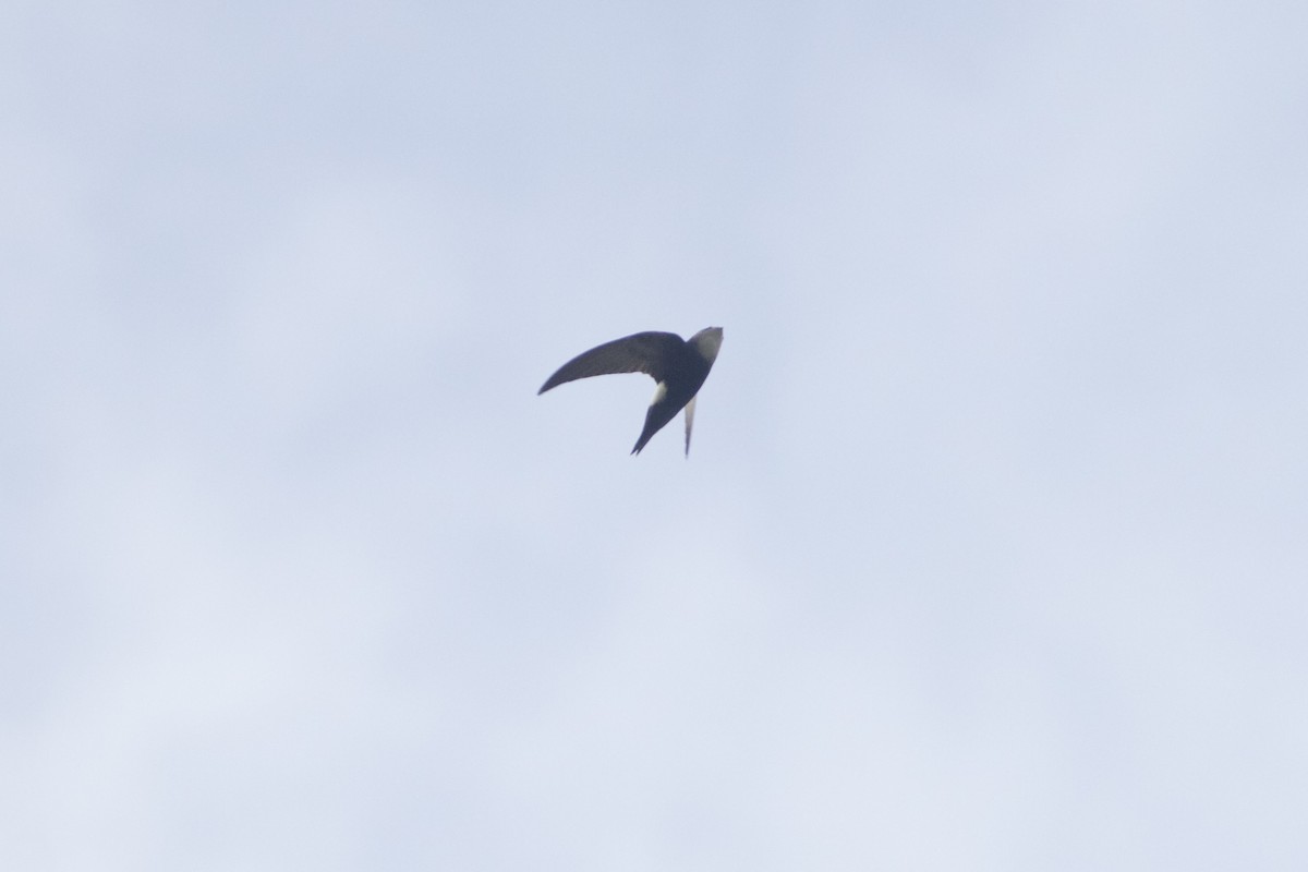 Horus Swift - ML640399305