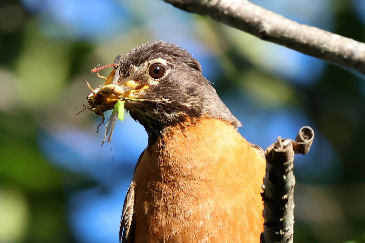 American Robin - ML640399421