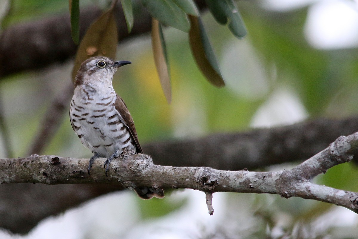 Little Bronze-Cuckoo - ML640399476