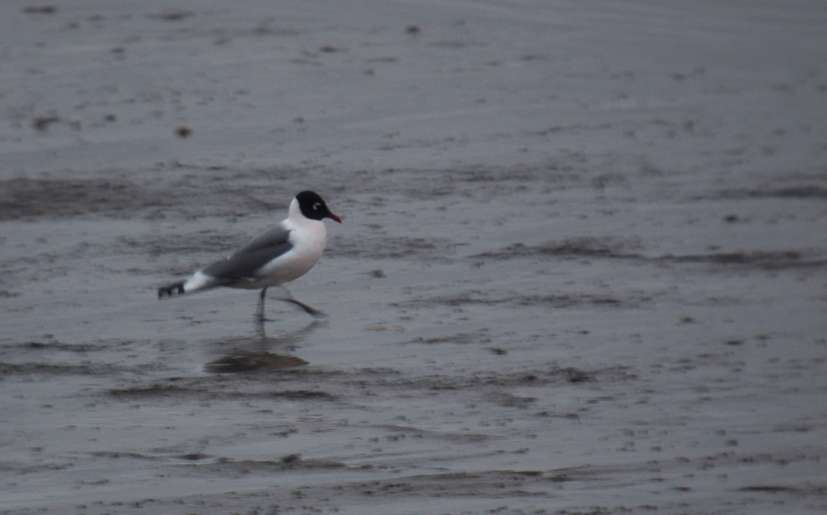 Franklin's Gull - Joshua Uffman