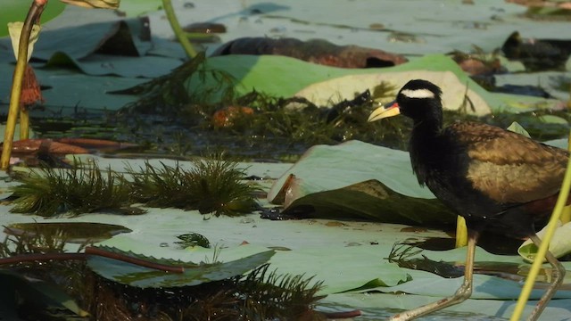 Bronze-winged Jacana - ML640399544