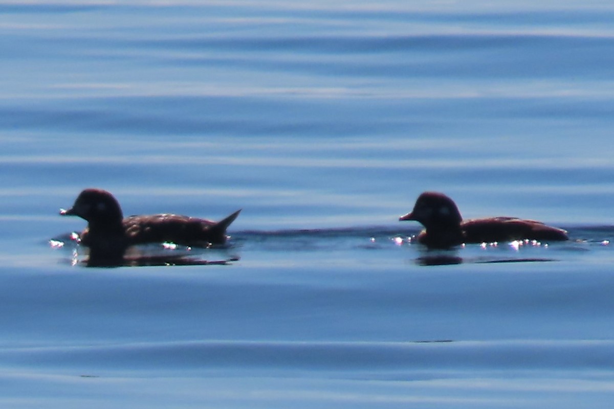 Harlequin Duck - ML640399546