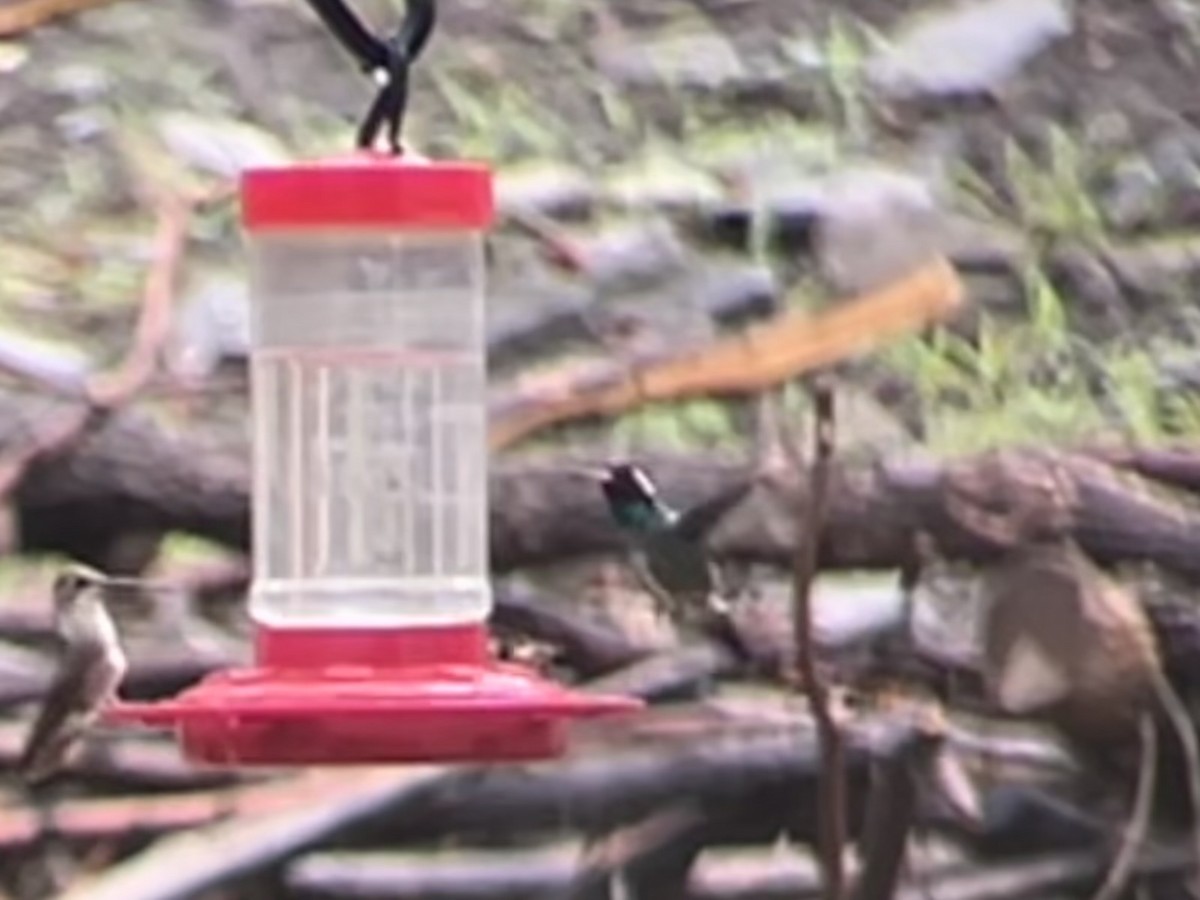 White-eared Hummingbird - ML640399571