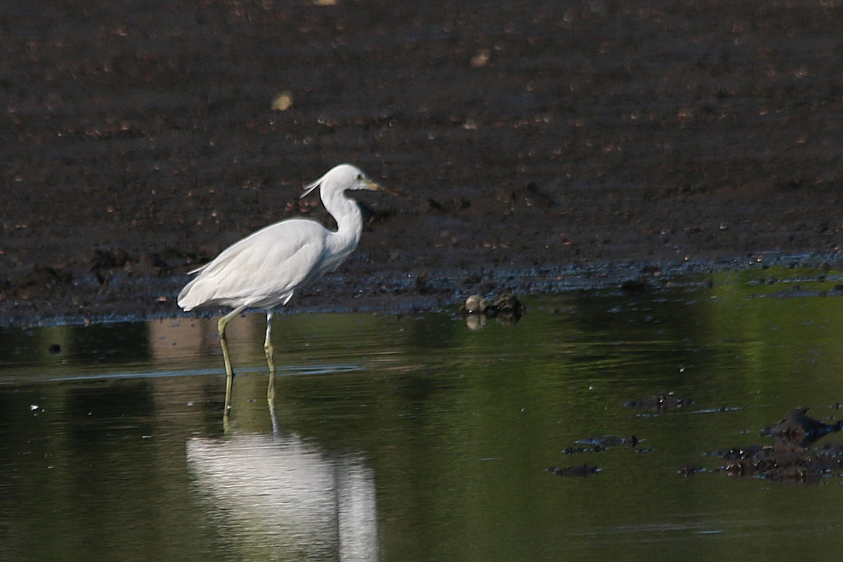 Chinese Egret - ML640399582