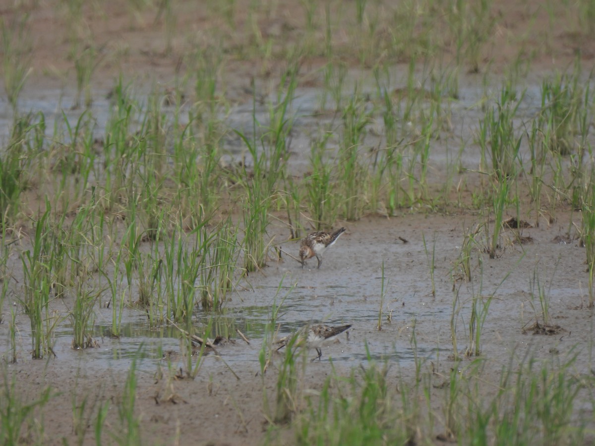 Red-necked Stint - ML640399657