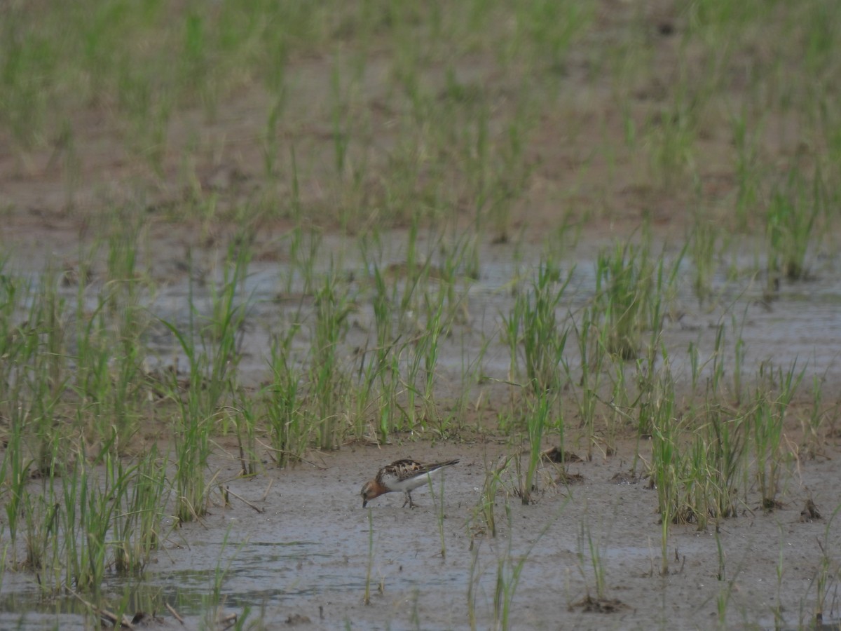 Red-necked Stint - ML640399676