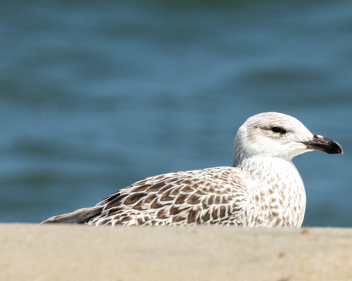 Great Black-backed Gull - ML640399678