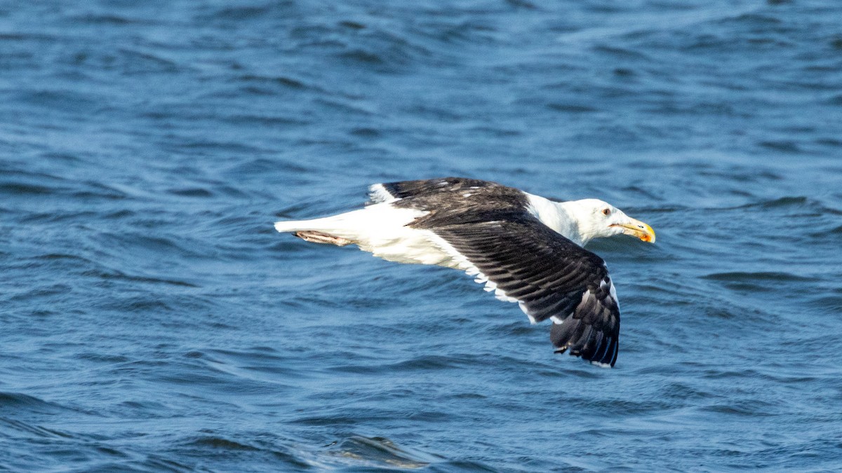 Great Black-backed Gull - ML640399679