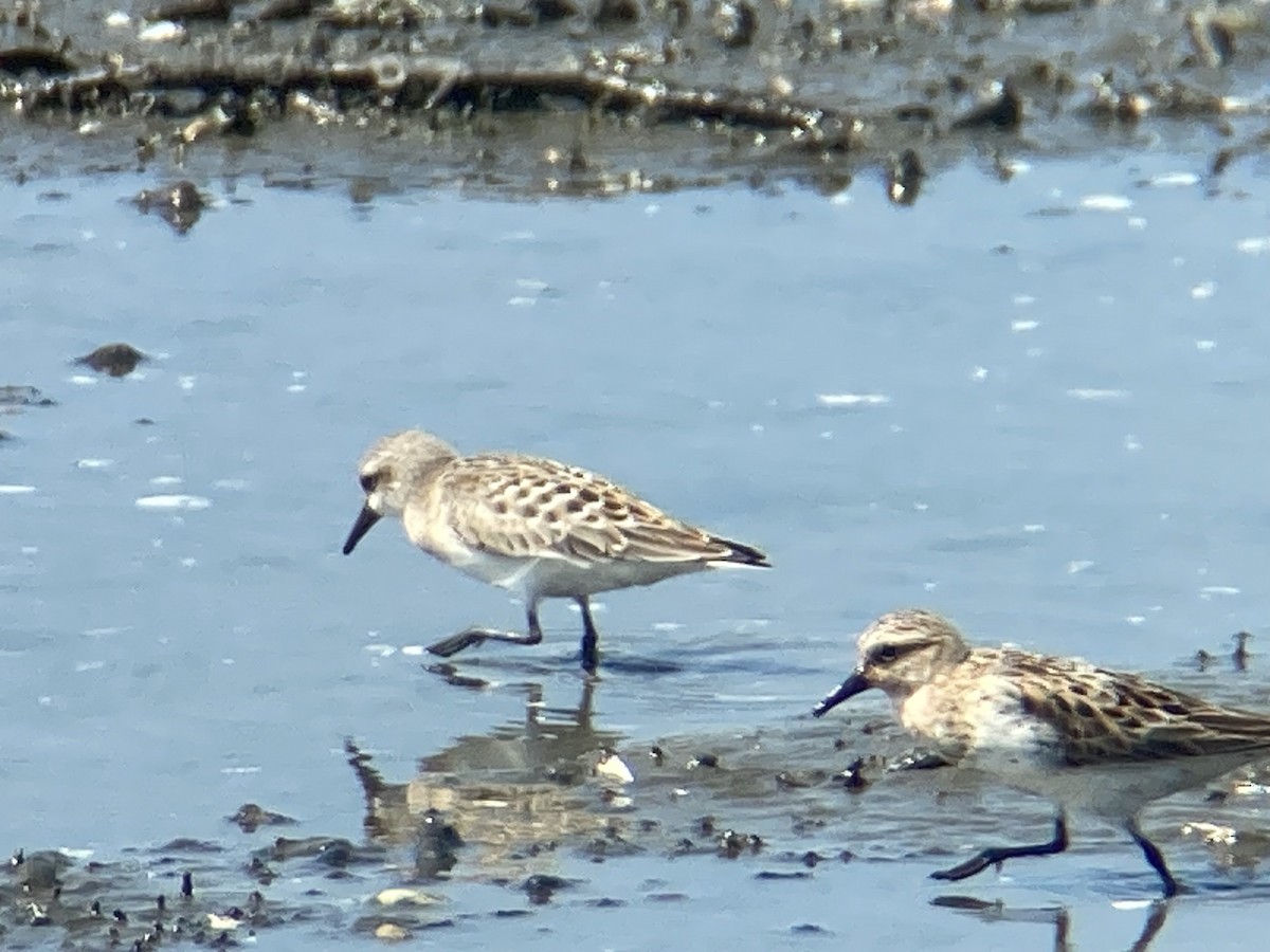 Red-necked Stint - ML640399698