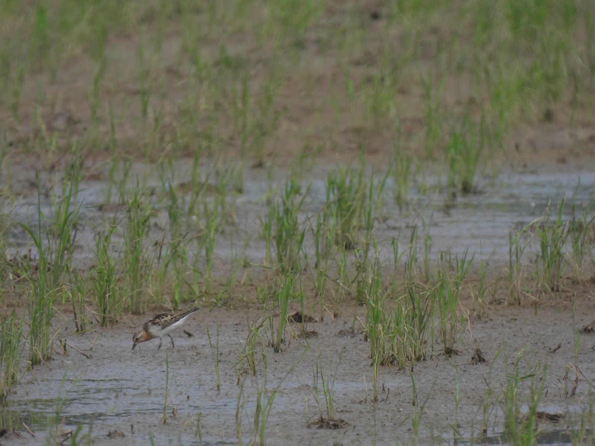 Red-necked Stint - ML640399710