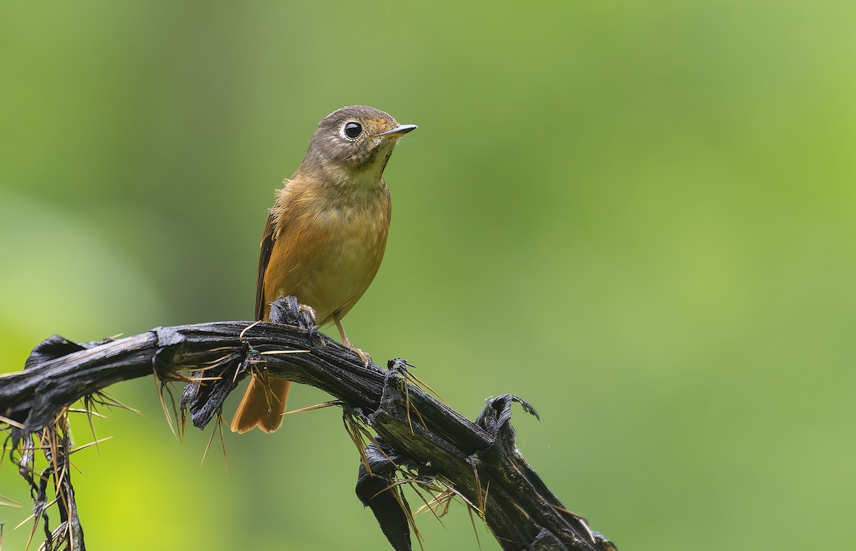 Ferruginous Flycatcher - ML640399809