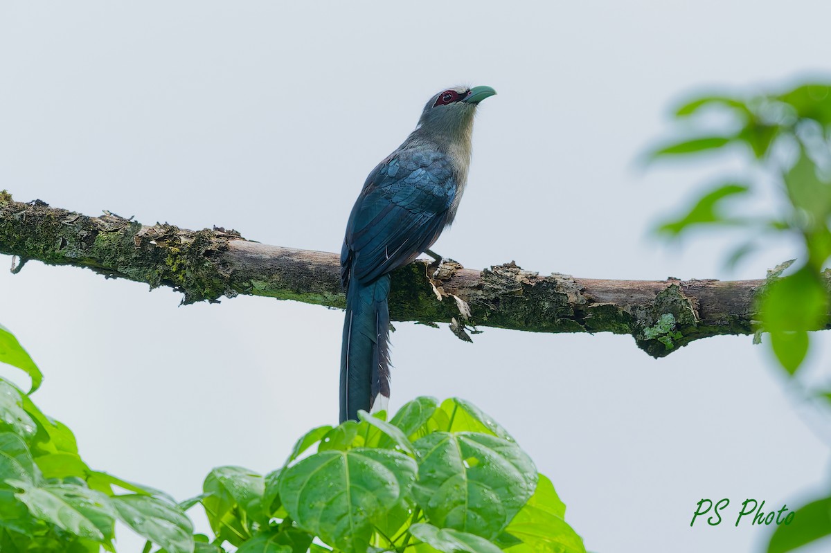 Green-billed Malkoha - ML640399817