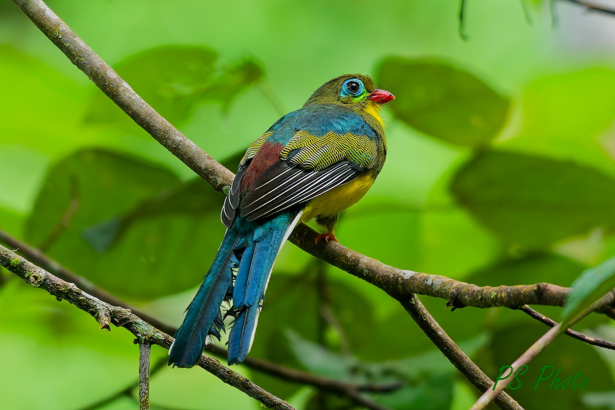 Sumatran Trogon - ML640399827