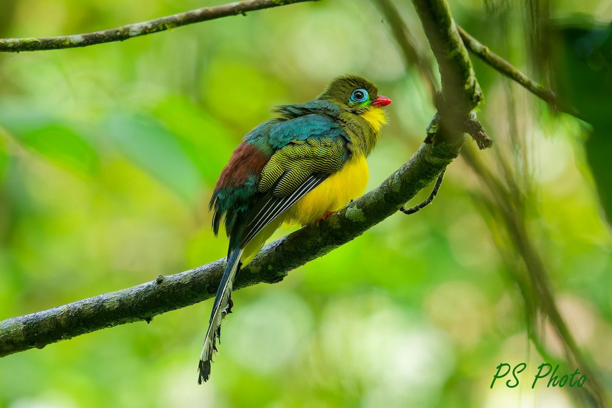 Sumatran Trogon - ML640399829