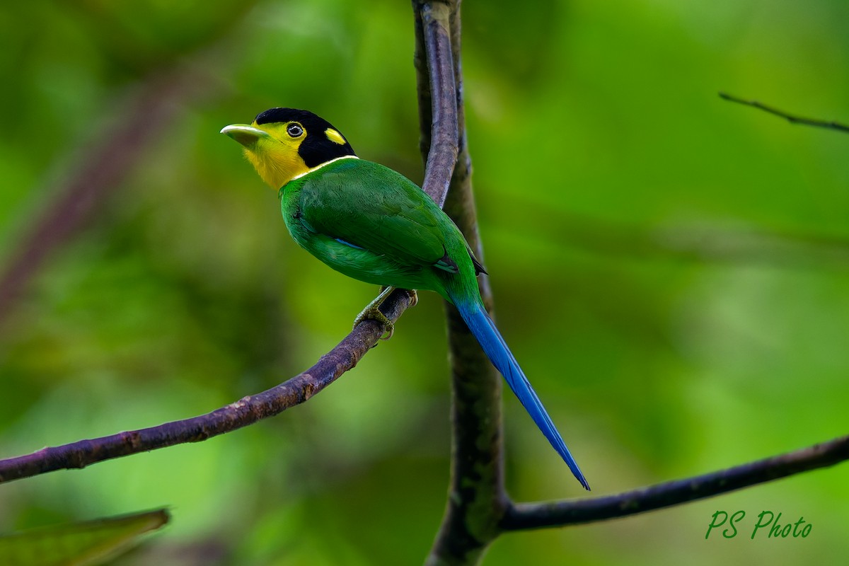 Long-tailed Broadbill - ML640399854
