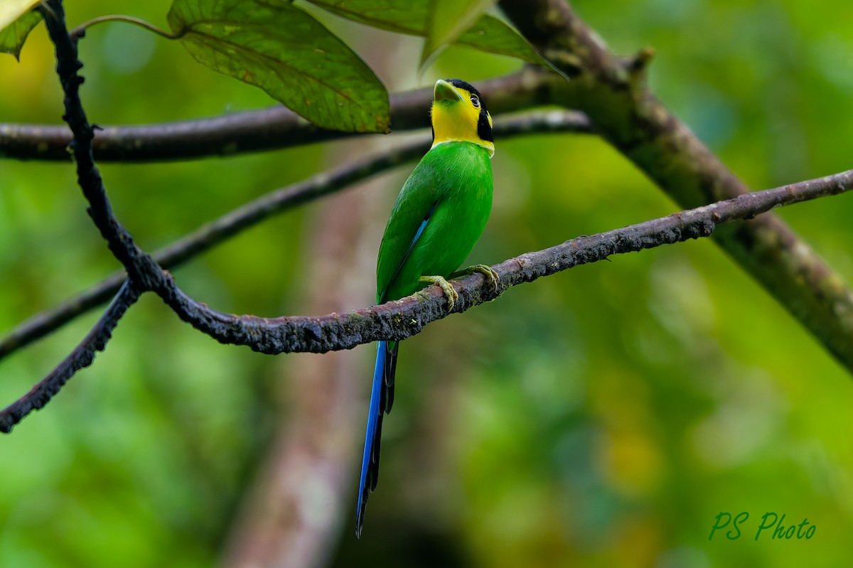 Long-tailed Broadbill - ML640399855