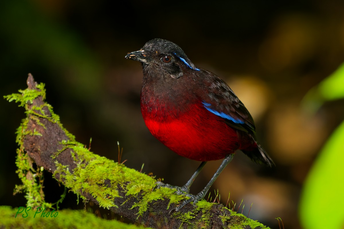 Graceful Pitta - ML640399859