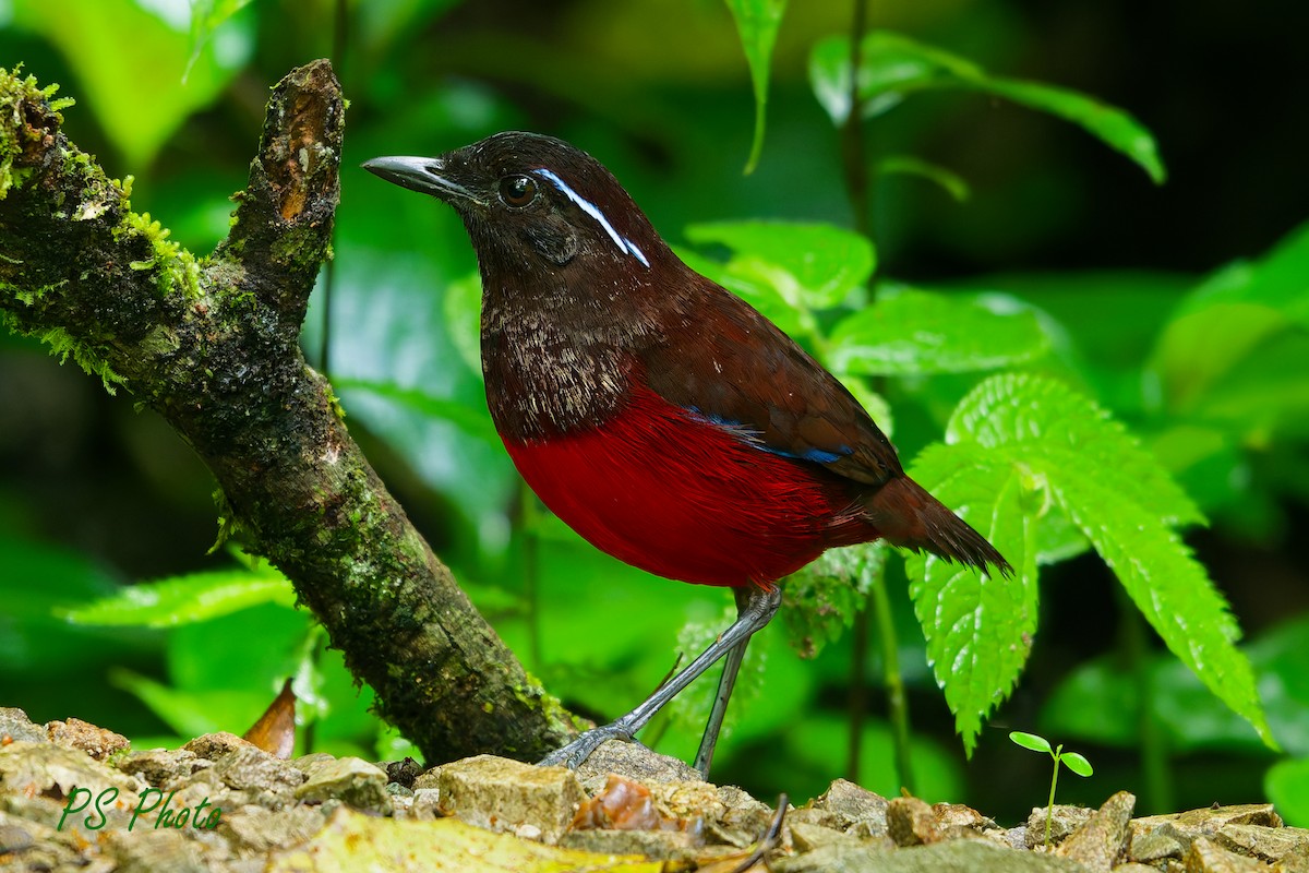 Graceful Pitta - ML640399860