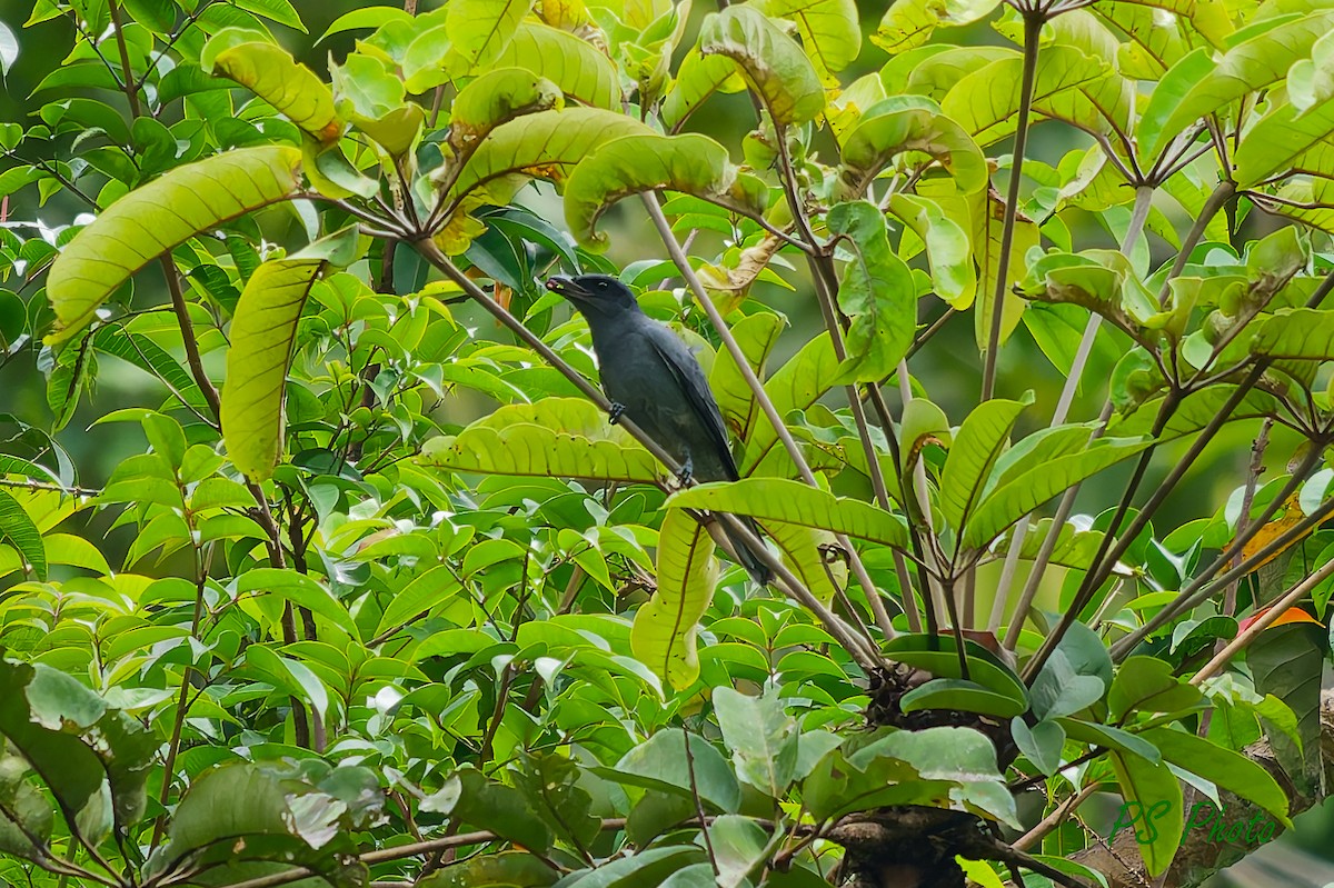 Sunda Cuckooshrike - ML640399865