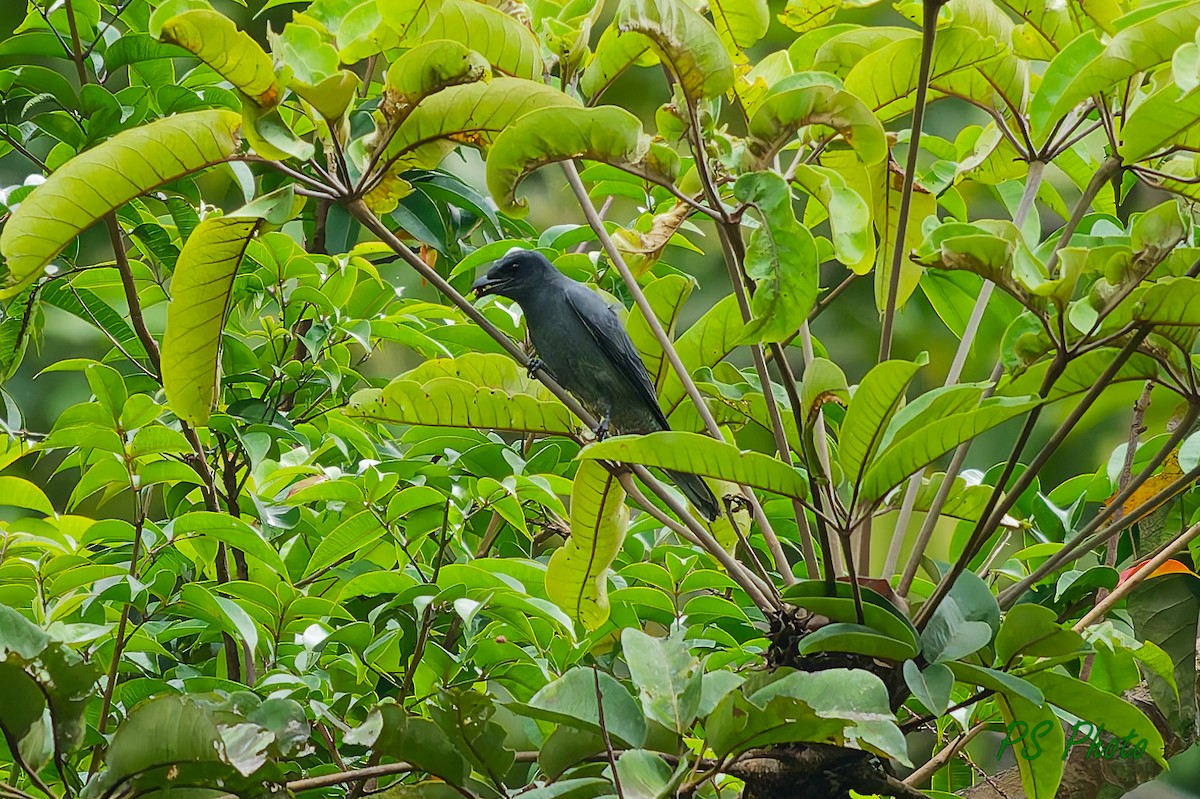 Sunda Cuckooshrike - ML640399866