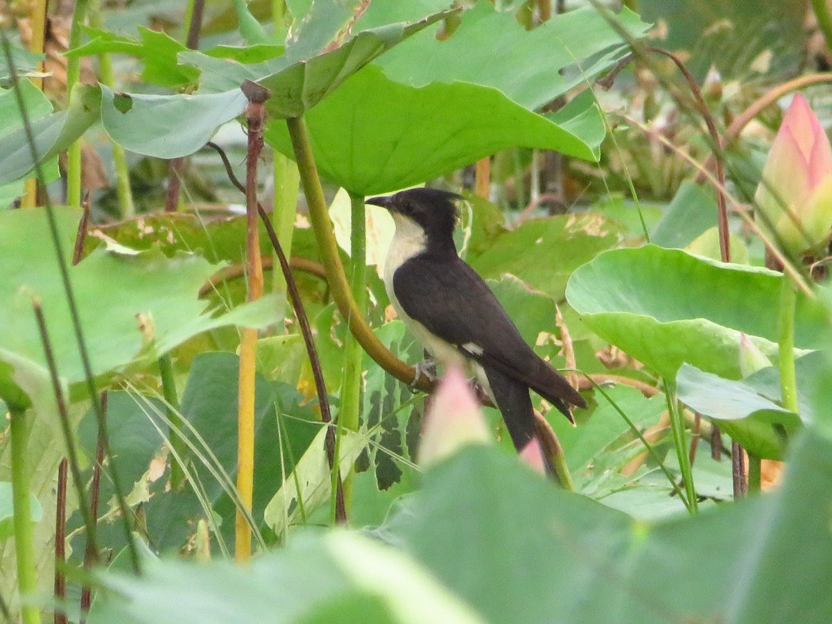 Pied Cuckoo - ML640399885
