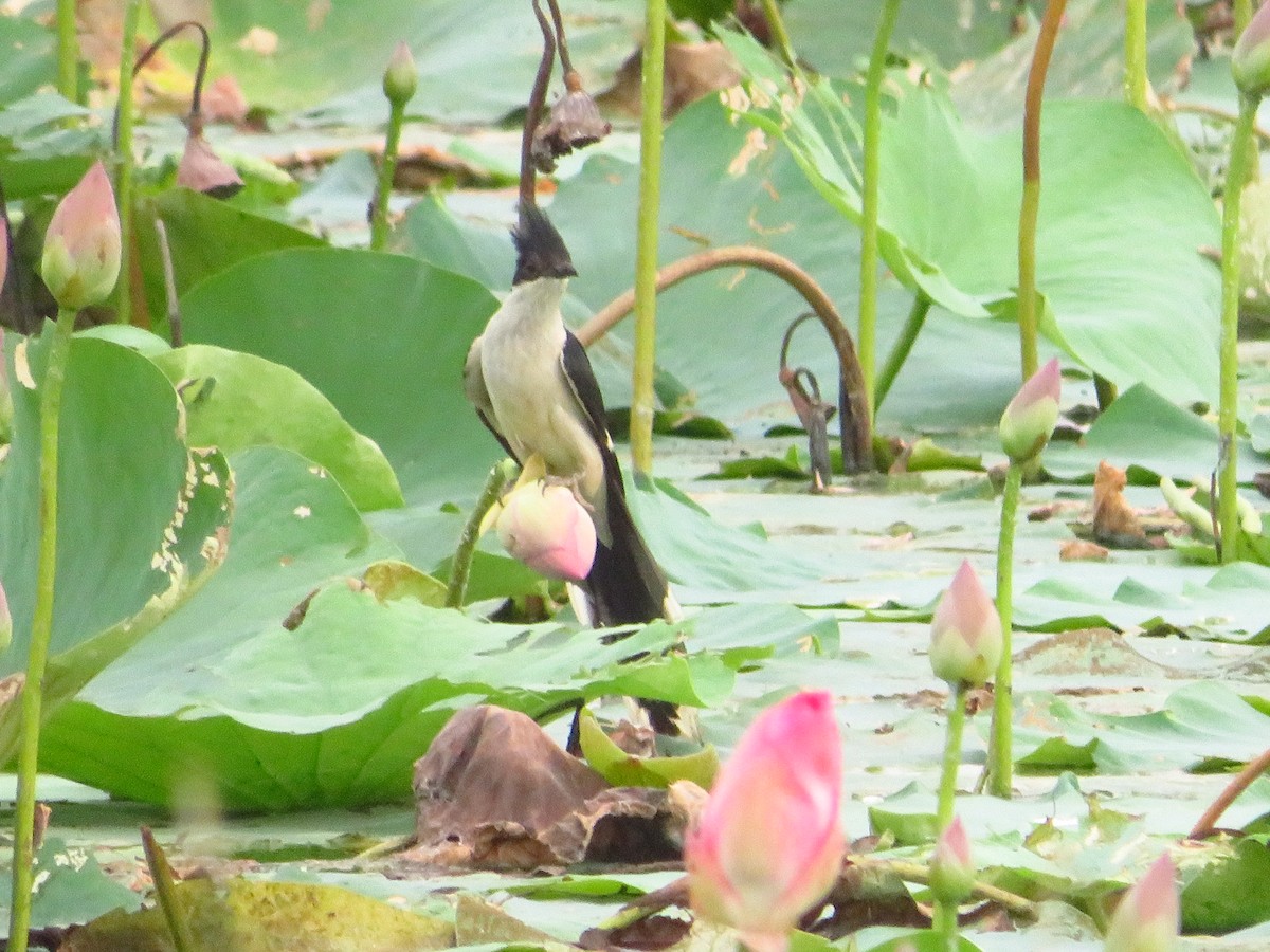 Pied Cuckoo - ML640399886