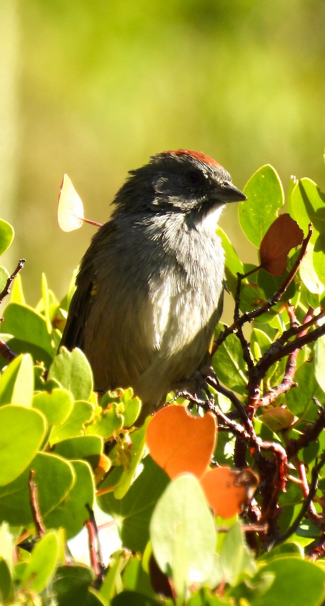Green-tailed Towhee - ML640399891