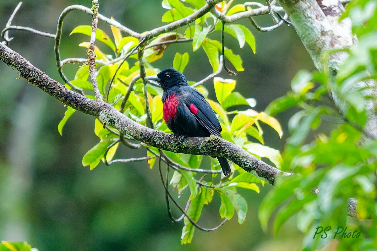 Black-and-crimson Oriole - ML640399894