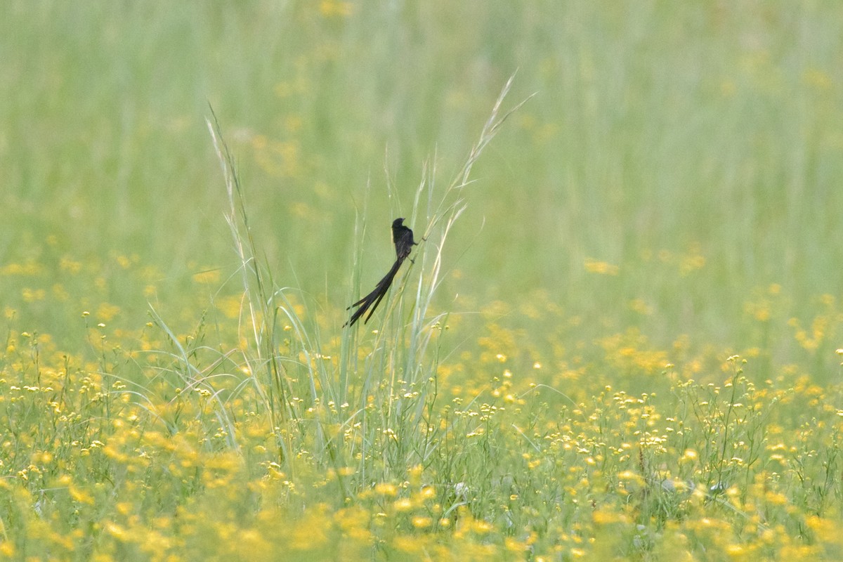 Red-collared Widowbird - ML640399907
