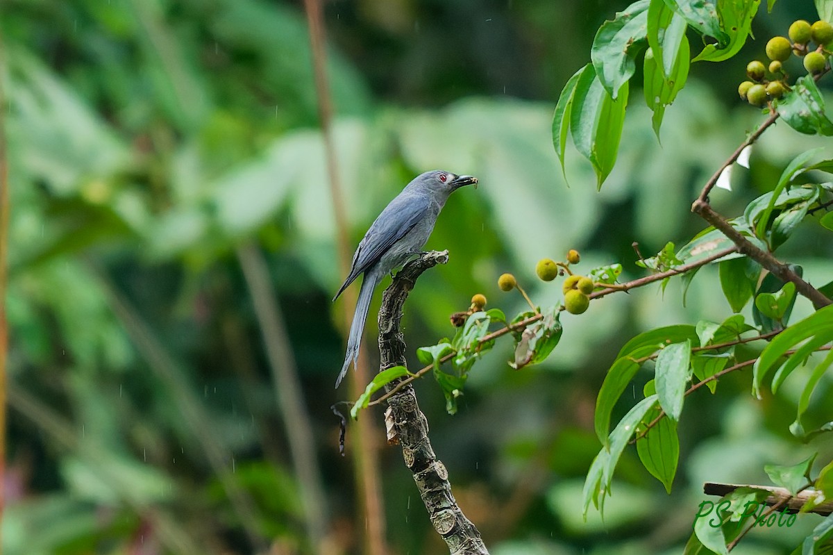 Ashy Drongo - ML640399908
