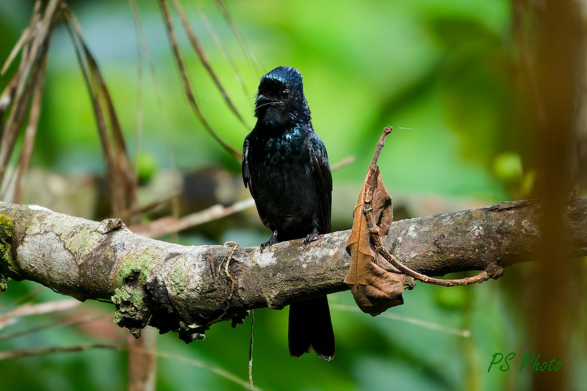 Lesser Racket-tailed Drongo - ML640399915