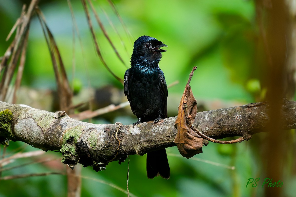 Lesser Racket-tailed Drongo - ML640399916