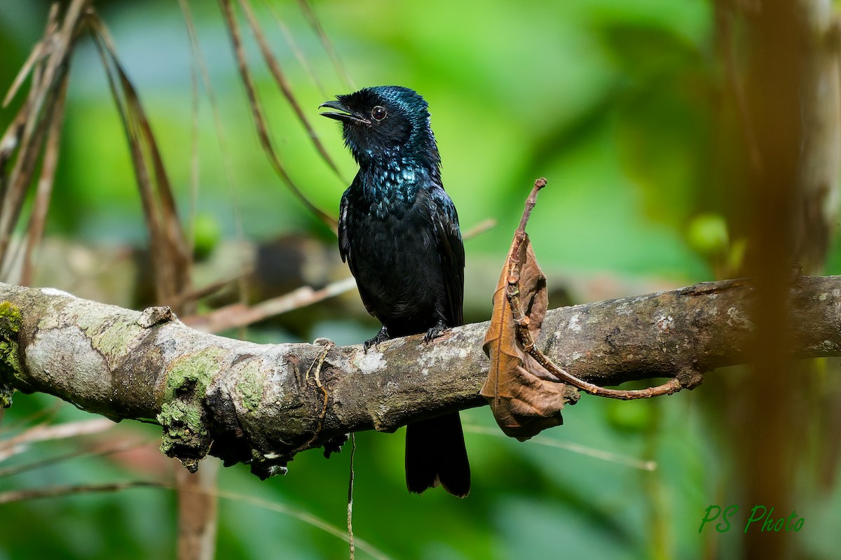 Lesser Racket-tailed Drongo - ML640399917