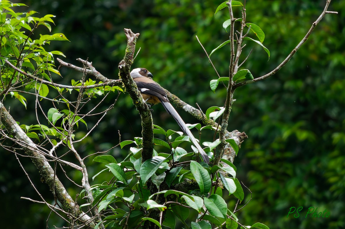 Sumatran Treepie - ML640399927