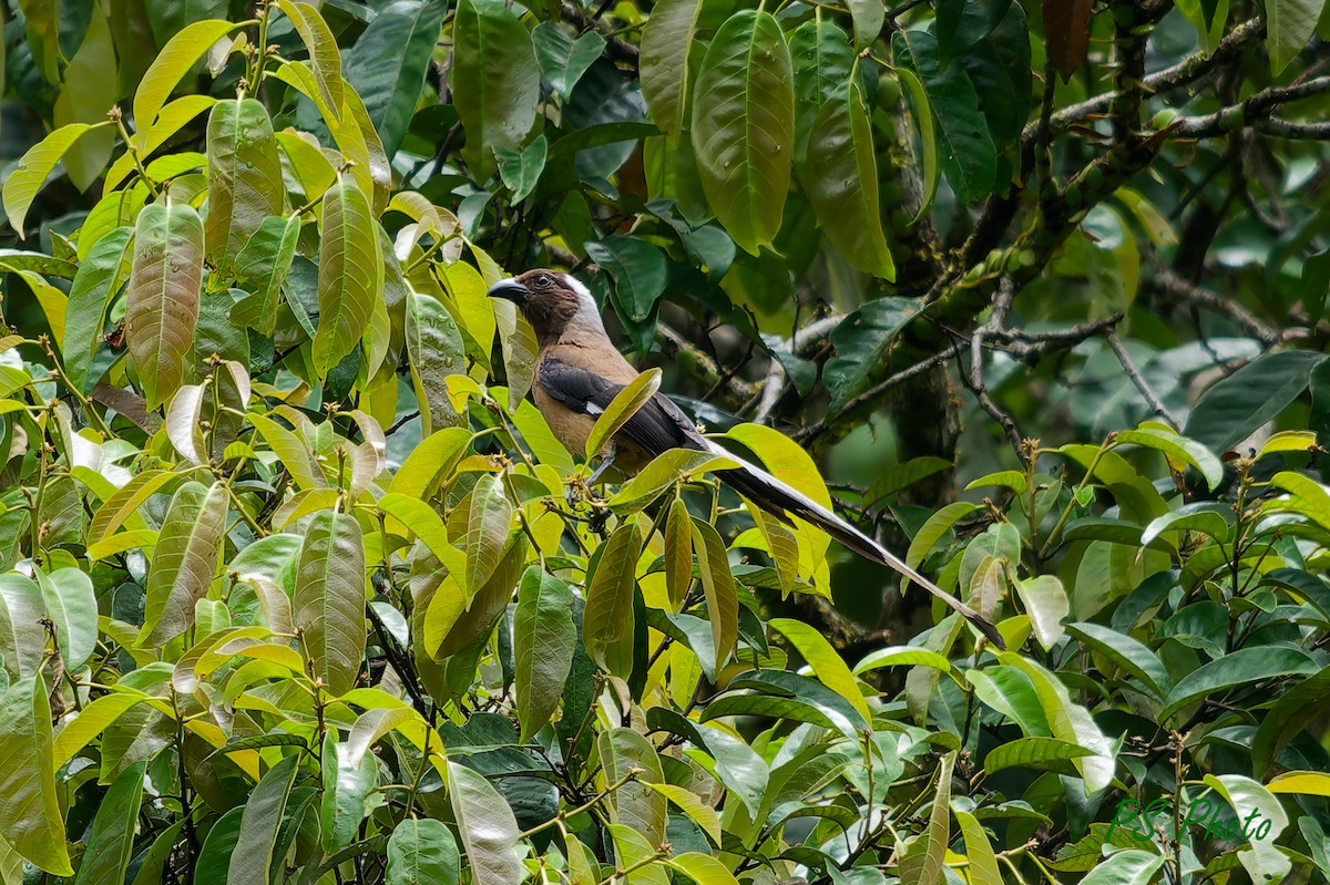 Sumatran Treepie - ML640399928