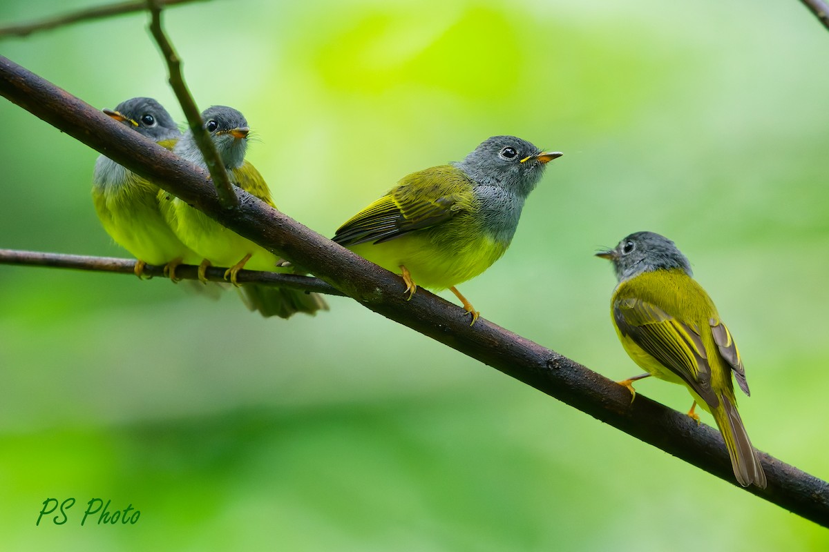 Gray-headed Canary-Flycatcher - ML640399967