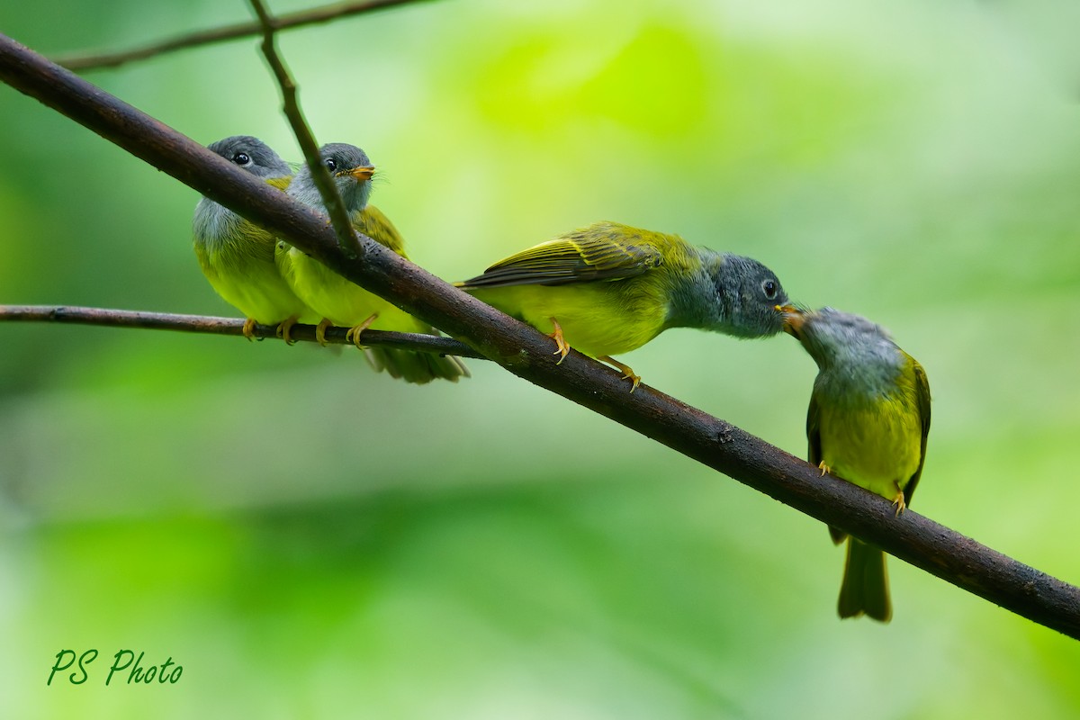 Gray-headed Canary-Flycatcher - ML640399968