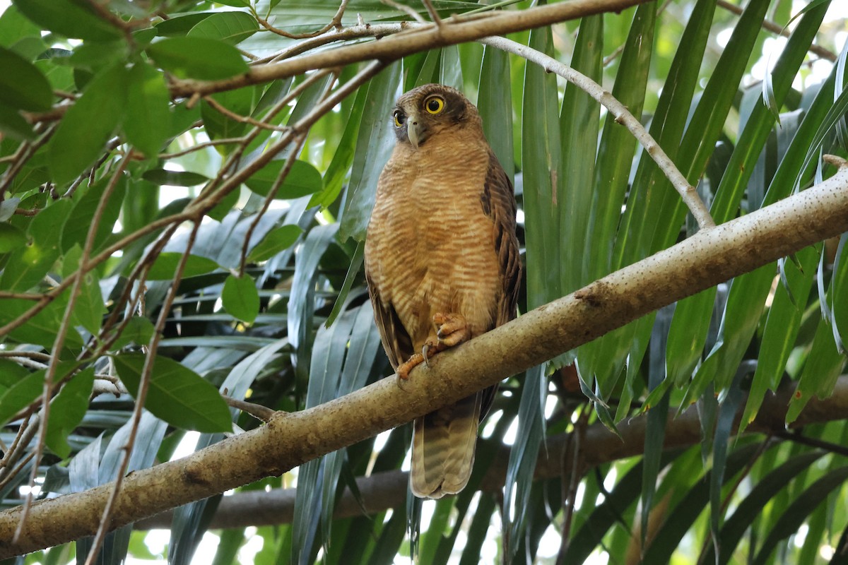Rufous Owl - ML640399975