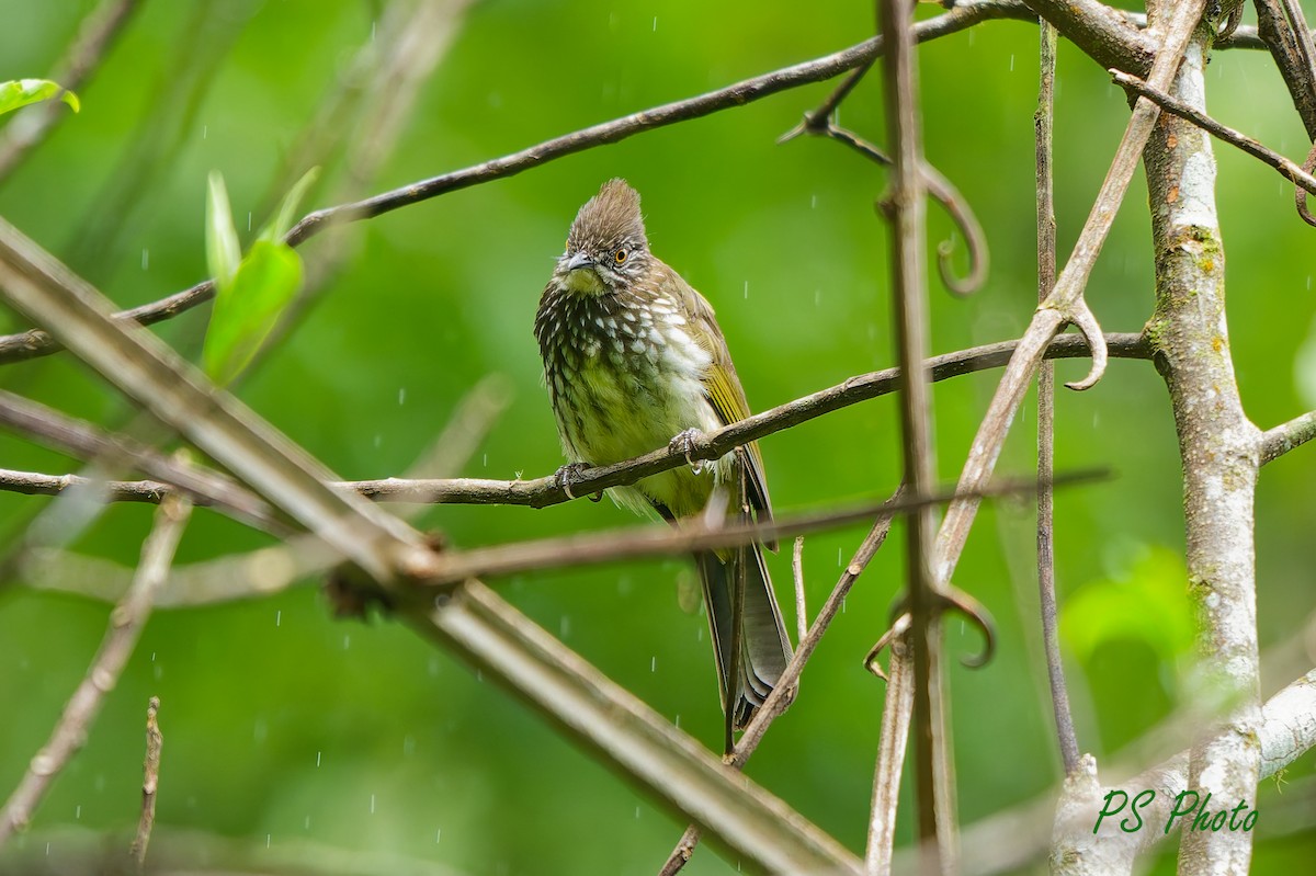 Cream-striped Bulbul - ML640399979