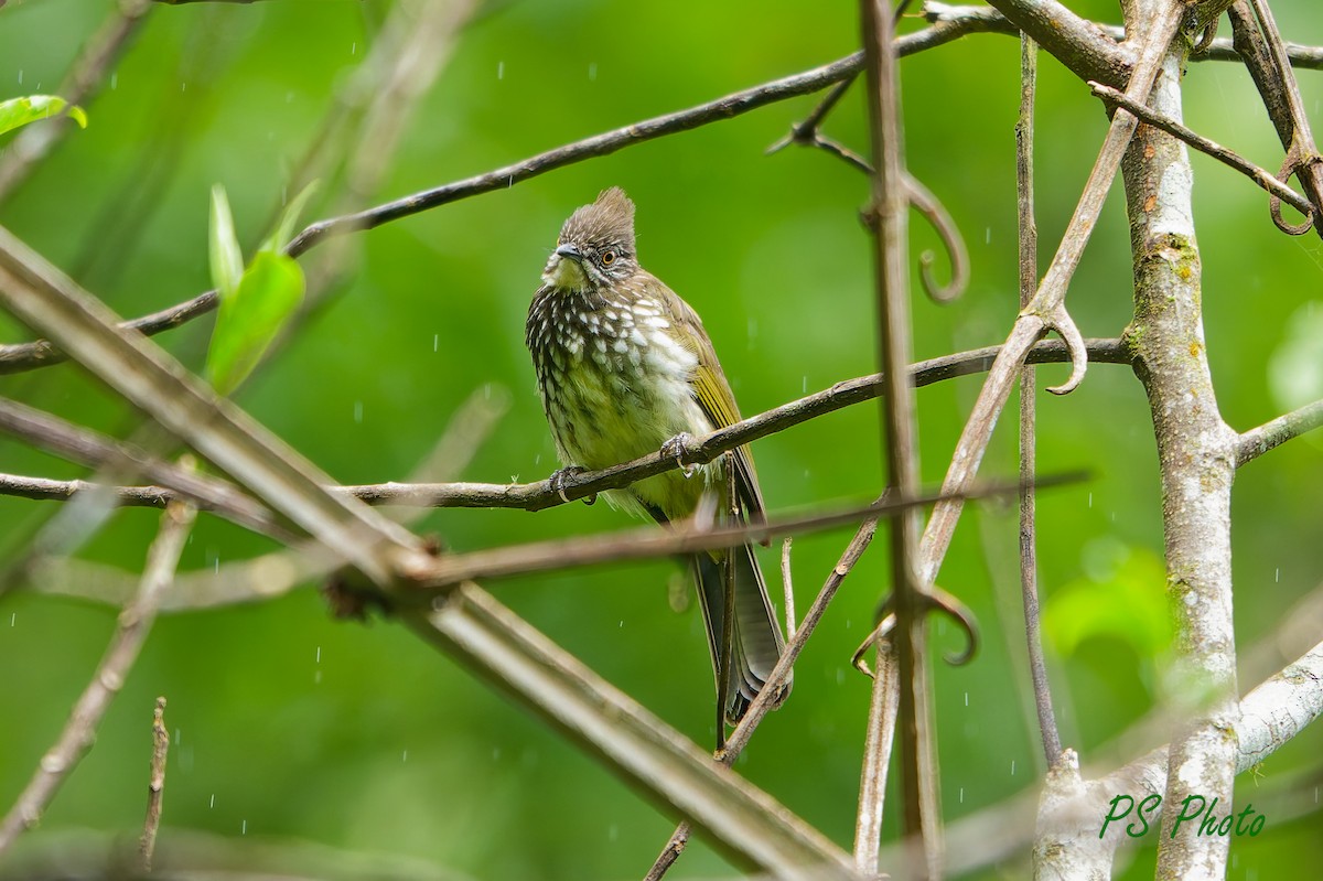 Cream-striped Bulbul - ML640399980