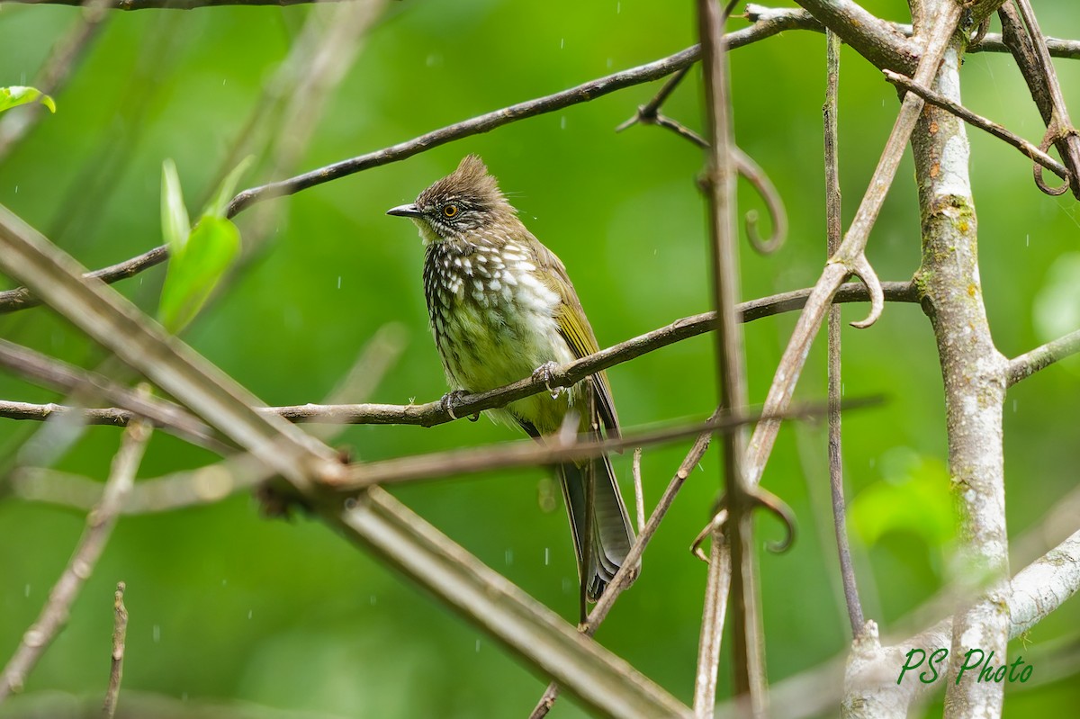 Cream-striped Bulbul - ML640399981